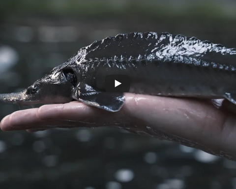 The Art of Caviar by Royal Belgian Caviar