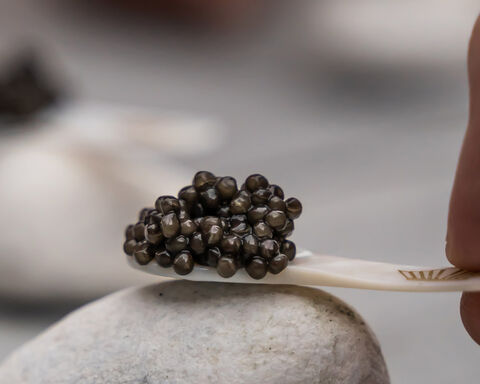 Caviar rock