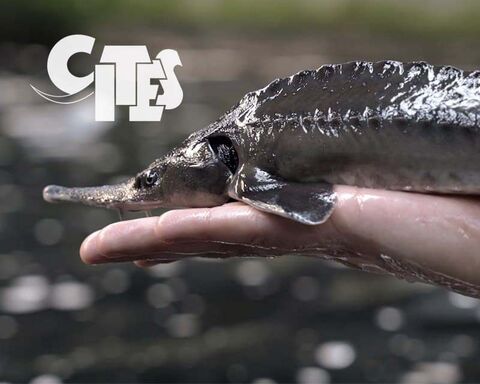 Cites