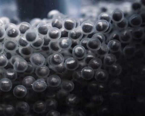 Eggs